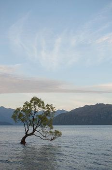 "Der Wanaka-Baum"