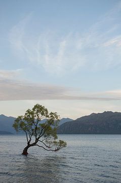 "Der Wanaka-Baum" von Richard Wareham