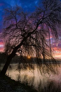 Malerischer Sonnenuntergang hinter Trauerweide
