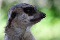 Stokstaartje op de uitkijk