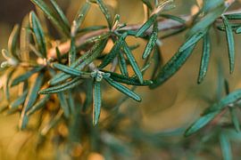 Romarin rustique sur Tessa Heijmer