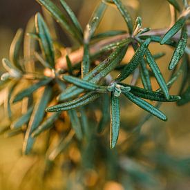 Rustic Rosemary by Tessa Heijmer