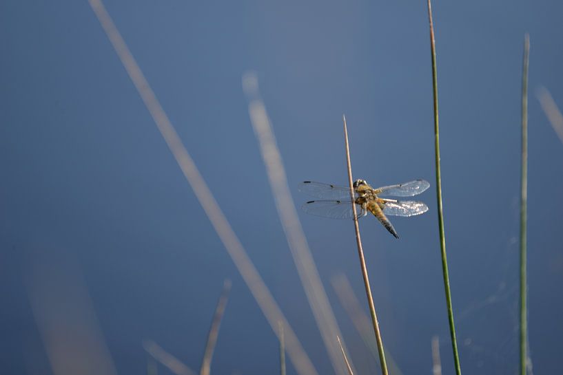 Libelle by Vincent Bicentini