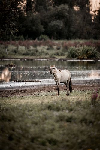 Paard aan Waterrand Roep in de Stilte van de Natuur
