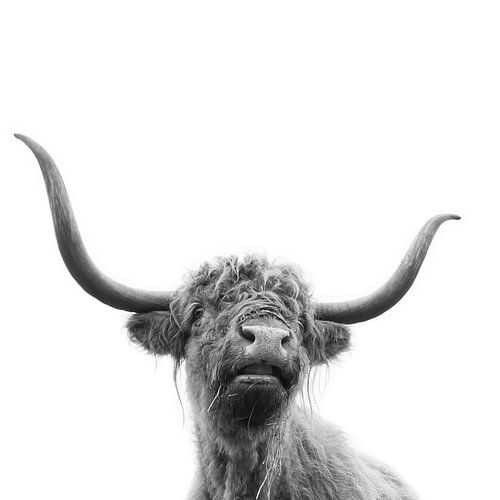 Highlander écossais