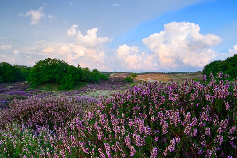 Heather in Bergen aan zee by Tomasz_best_shots