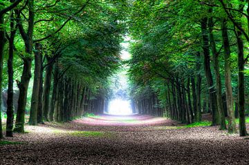 Heiloo Wald von Marc Hollenberg