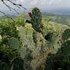 Cactus op de Christoffelberg op Curaçao van Lisa Bouwman
