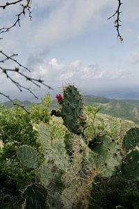 Cactus sur la montagne Christoffel à Curaçao