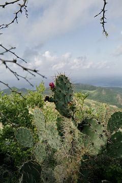 Cactus sur la montagne Christoffel à Curaçao sur Lisa Bouwman