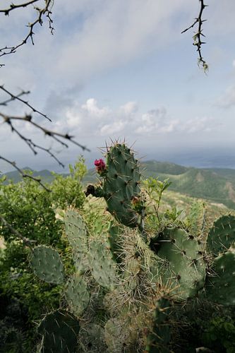Cactus op de Christoffelberg op Curaçao