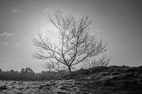tree on the moor