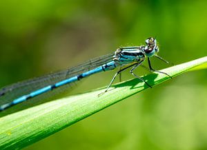 Makroaufnahme einer blauen Libelle auf einem grünen Blatt