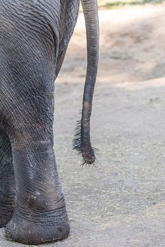 De staart van een olifant van As Janson