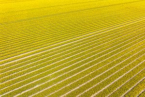 Gele tulpen in landbouwvelden van Sjoerd van der Wal Fotografie