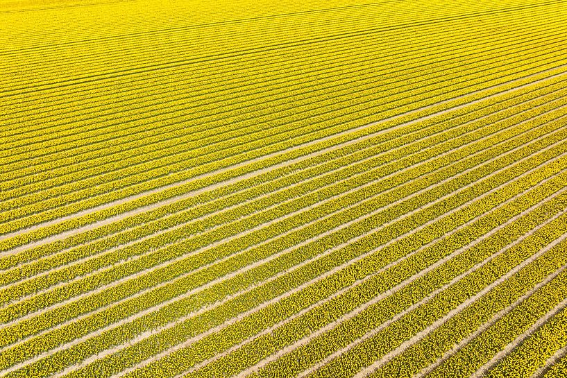 Tulips in yellow growing in agricutlural fields by Sjoerd van der Wal Photography