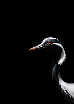 Demoiselle Crane ( Grus Virgo ) van Leny Silina Helmig