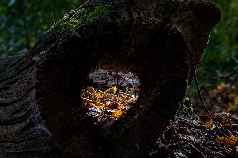See-through in tree trunk by Jack Van de Vin