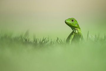 Young iguana by Elles Rijsdijk