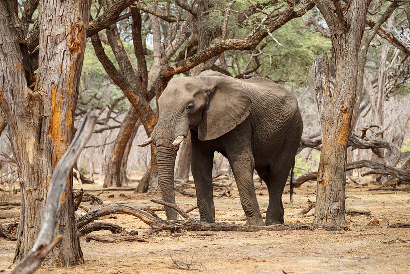 Elephant by Marco Kost
