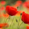 Poppies Zeit von Birgitte Bergman