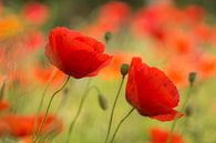 Poppies Time by Birgitte Bergman thumbnail