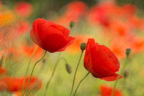 Poppies Time by Birgitte Bergman