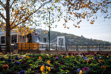 Autumn flowers along the Danube by tram in Budapest by Johan Savelkoul
