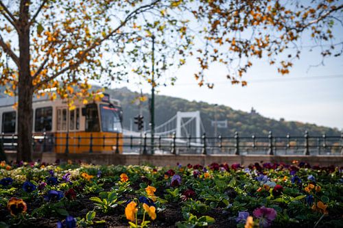 Herfstbloemen langs de Donau met tram in Boedapest