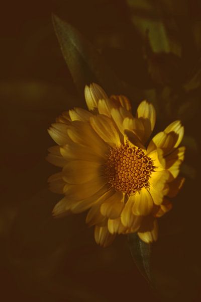Blume gelb von Saskia Schotanus
