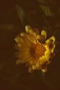Blume gelb von Saskia Schotanus Miniaturansicht