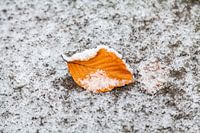 Autumnleaf in the snow