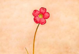 KLAVERTJEVIER IN BLOEI (ALEXX FAASSE, 2016) van Alex Faasse