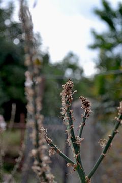 Branche verte sauvage sur Femke Moors