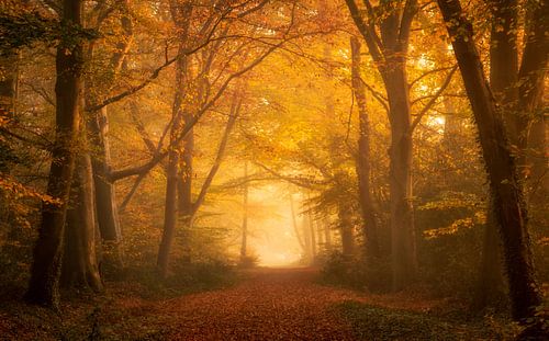 Couleurs d'automne au lever du soleil.