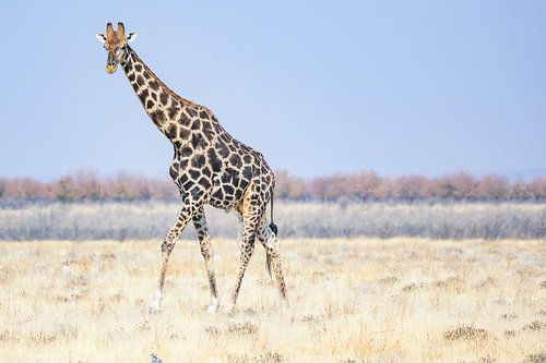 Giraffe in Etosha National Park