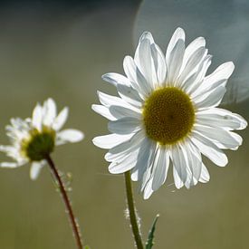 Blume von Jaap Kloppenburg