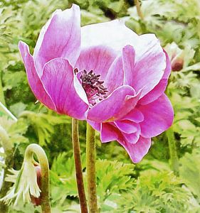 Rosa Mohn Anemone Portrait