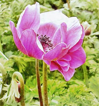 Roze Klaproos Anemoon Portret van Dorothy Berry-Lound