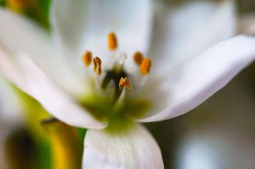 Blume Weiß von Agnes Meijer