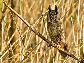 Long-eared owl by Bert Schuthof