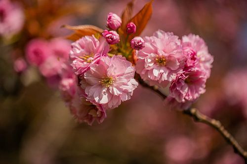 roze bloesem aan een tak van een bloesemboom in Oegstgeest