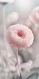 Bellis sur Violetta Honkisz