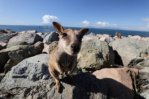 Geallieerde rotswallaby , Petrogale assimilis Magnetic Island in Que