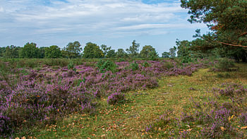 Westerheide