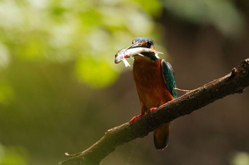 Ijsvogel moeder met jonge snoek voor haar 2 jongen