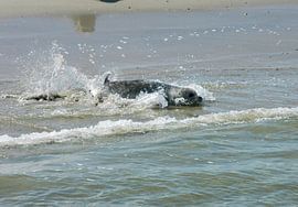 Wadden Sea Seals. by Brian Morgan
