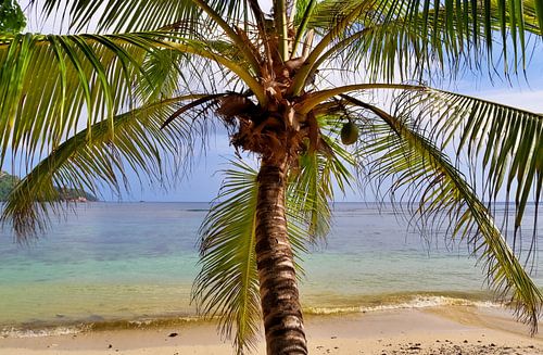 Uitzicht door een palmboom op het strand van de Seychellen