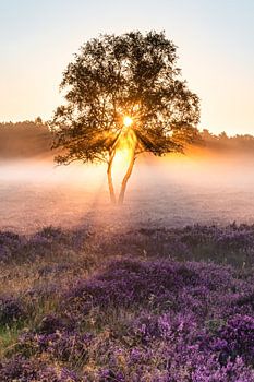 Sonnenaufgang auf der Heide