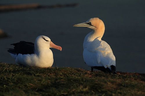 Zwartgegroefde albatros ( Thalassarche melanophris ) of Mollymawk op het eiland Helgoland Duitsland